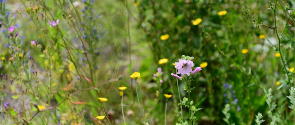 Einheimische Wildpflanzen